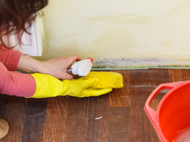 Best Emergency Mold Remediation  in Catawba, SC